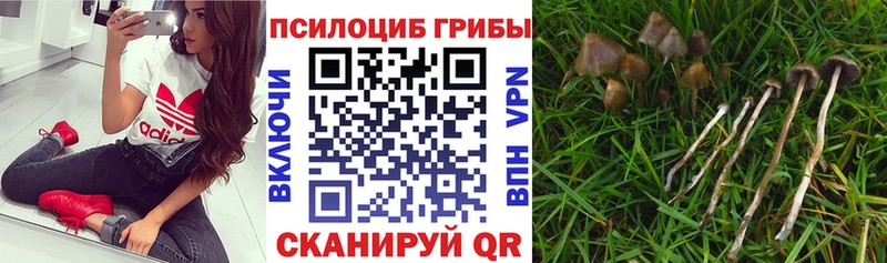 Псилоцибиновые грибы ЛСД  Купить  Краснодар 